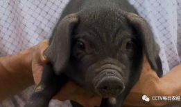 黑猪视频,揭秘猪界“明星”的日常生活